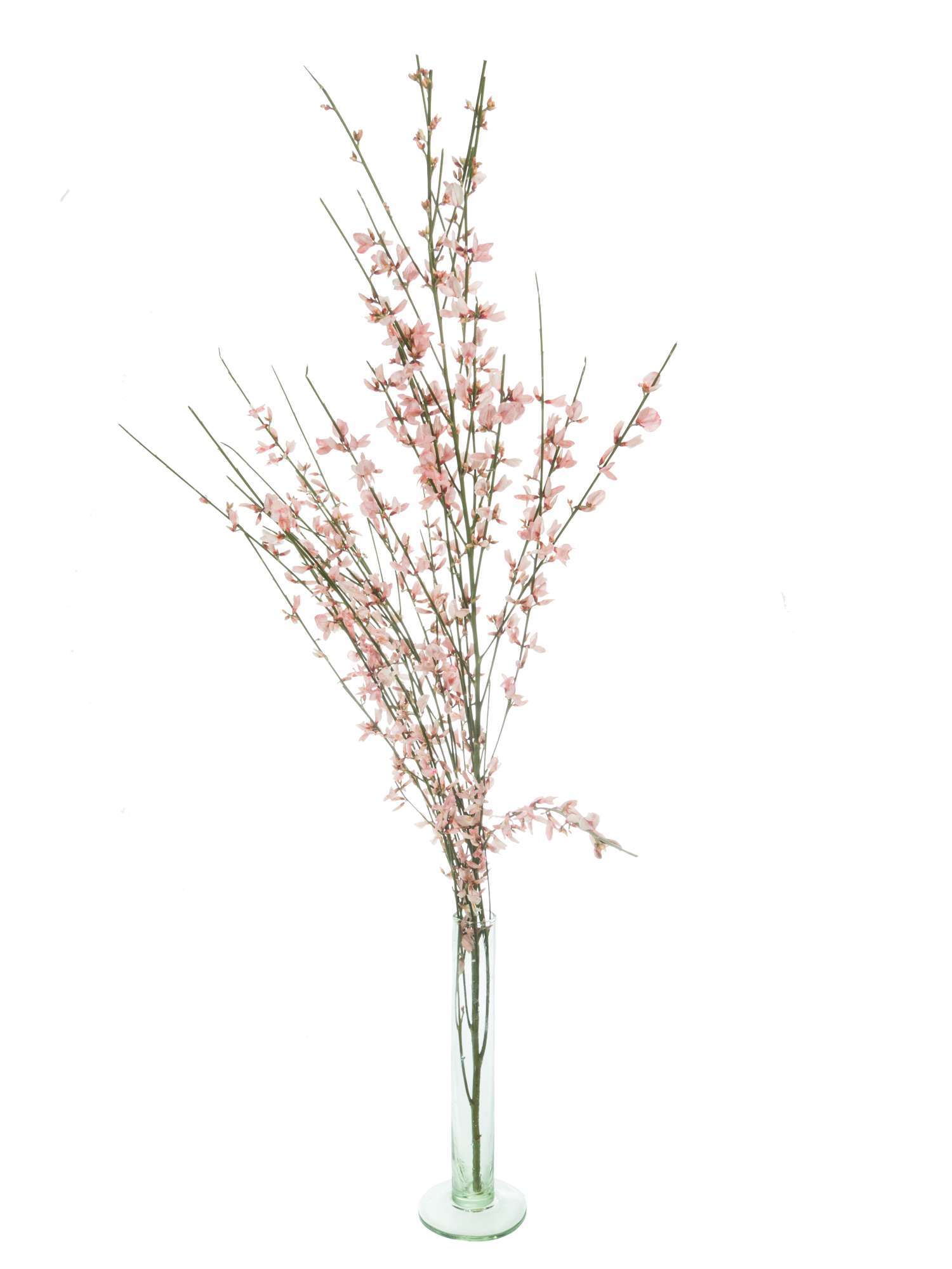 blumigo-zweige-ginster-schnittblume-rosa-einzelstiel-frisch image 3