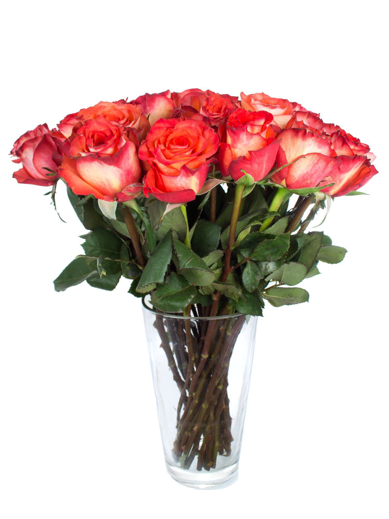 blumigo-rosen-high-and-magic-orange-schnittrose-orange image 2