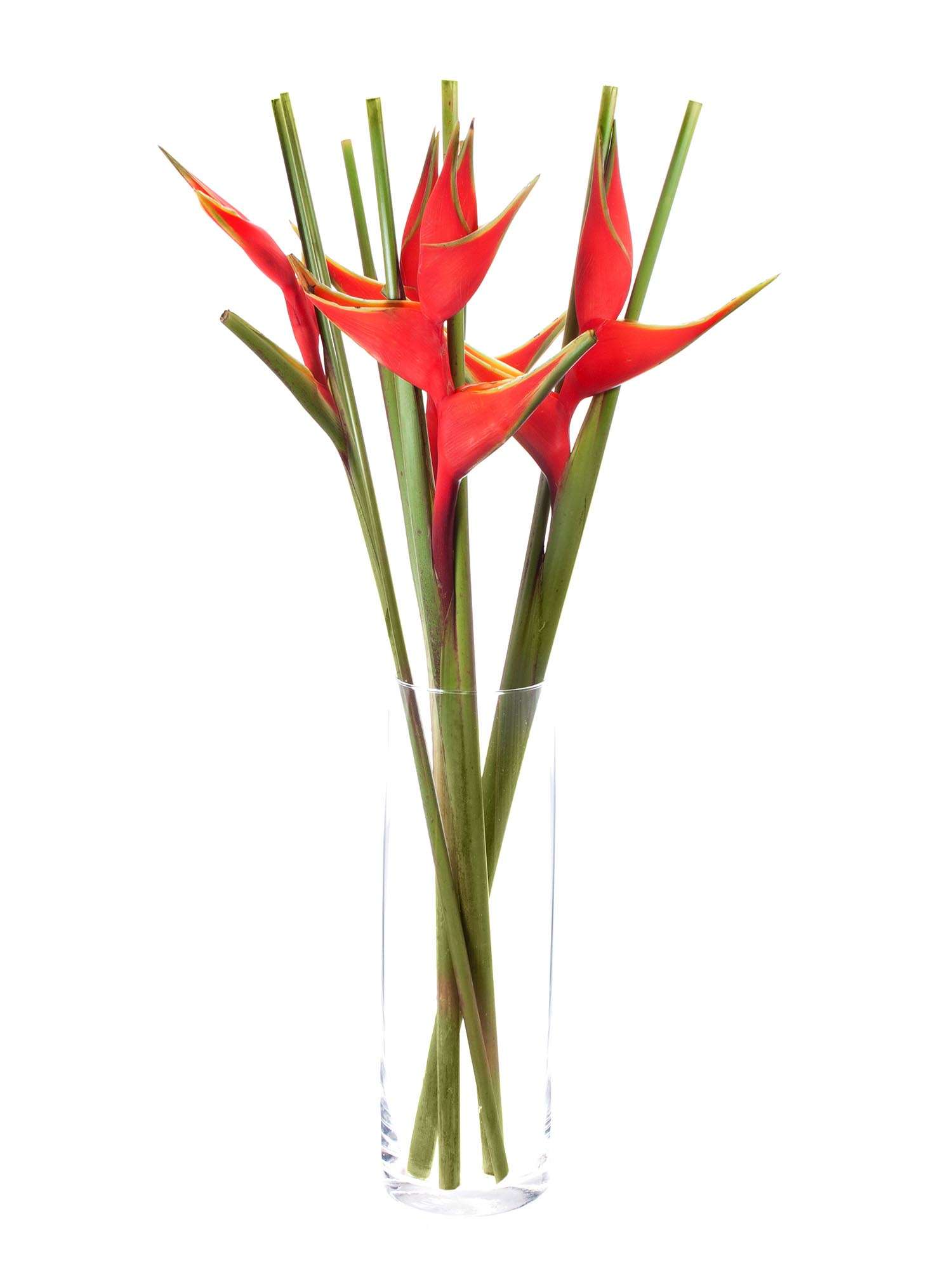 blumigo-blattwerk-helikonie-bihai-rot-stiel image 2