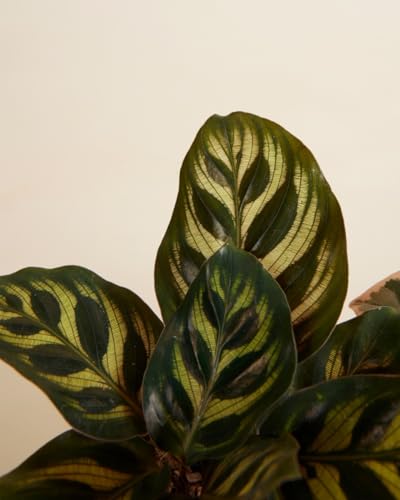 plnts-rareplnts-ficus-calathea-zimmerpflanzen-3er-set-6-cm image 8