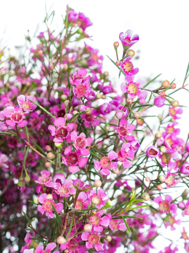 blumigo-blattwerk-wachsblume-eden-schnittblume-violett-pink image 1
