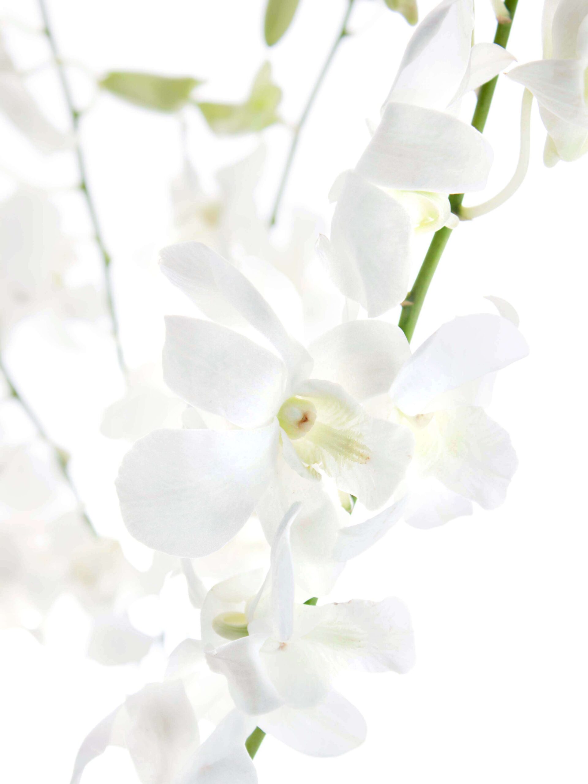 blumigo-blattwerk-dendrobium-orchidee-wei-schnittblume-frisch image 1