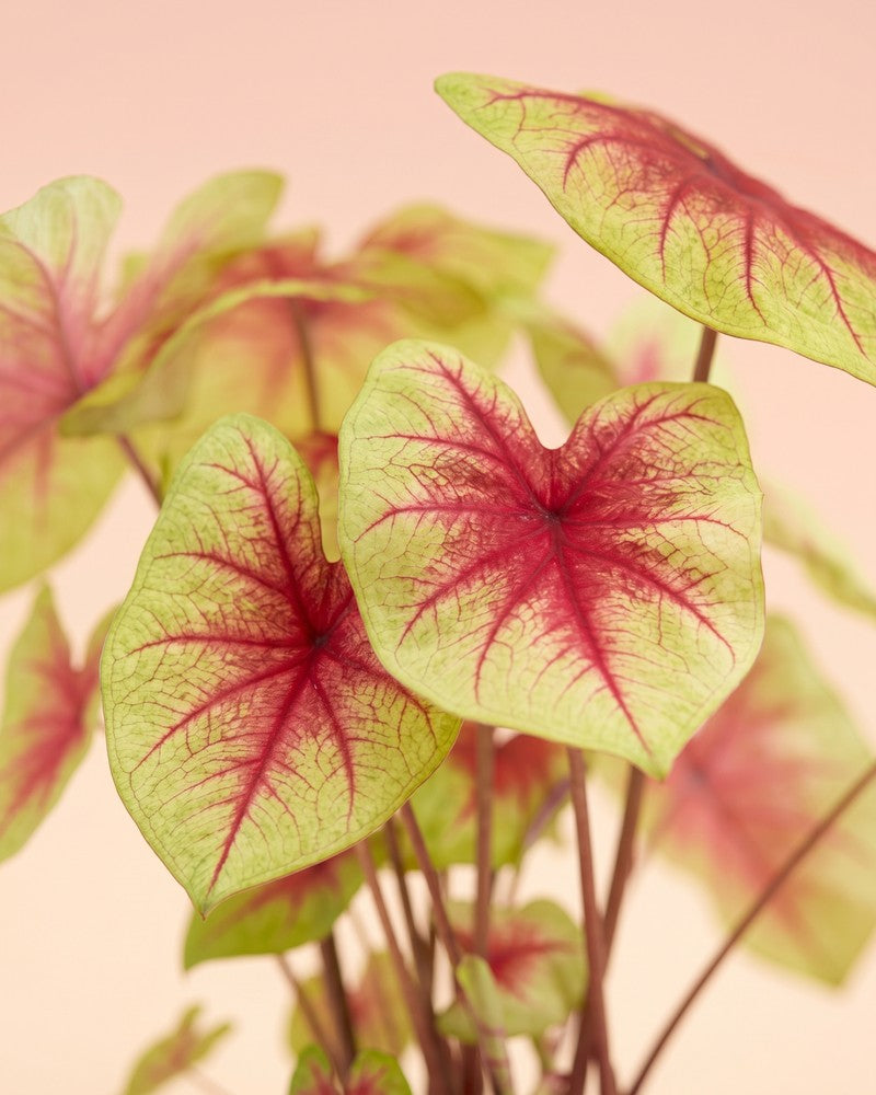 feey-variado-caladium-lemon-blush-zimmerpflanze-ohne-bertopf image 4