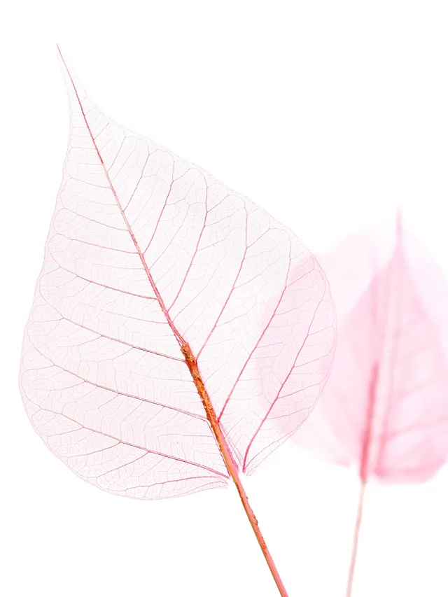 blumigo-trockenblumen-skelettbl-tter-pink-gef-rbt image 1