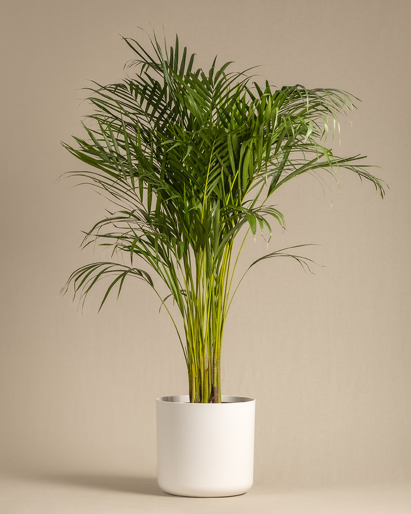 feey-lumi-blumentopf-kunststoff-wei-30-cm image 4