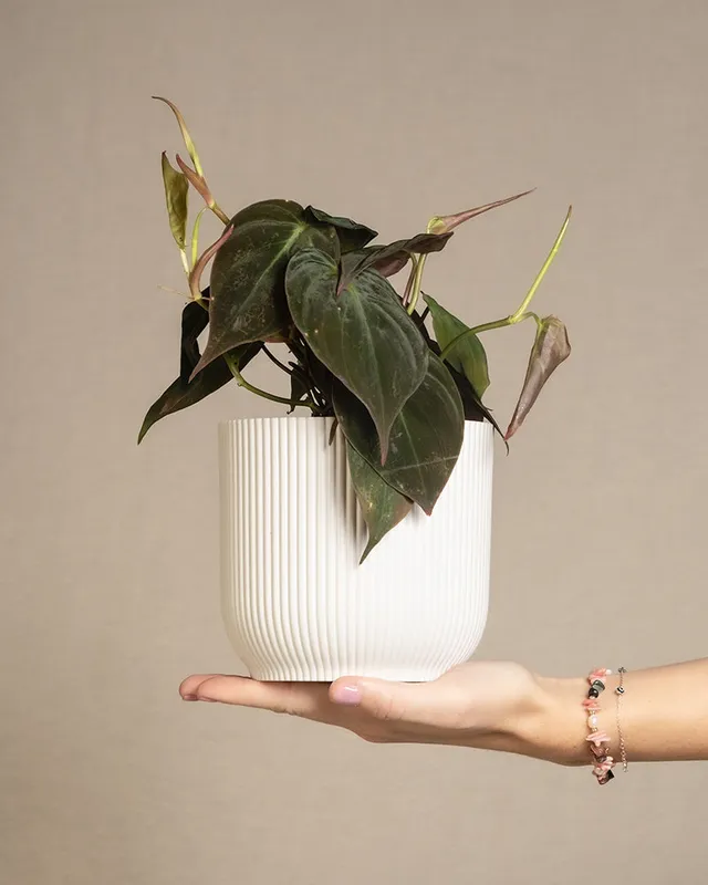feey-variado-philodendron-micans-zimmerpflanze-ohne-bertopf-samtig image 1