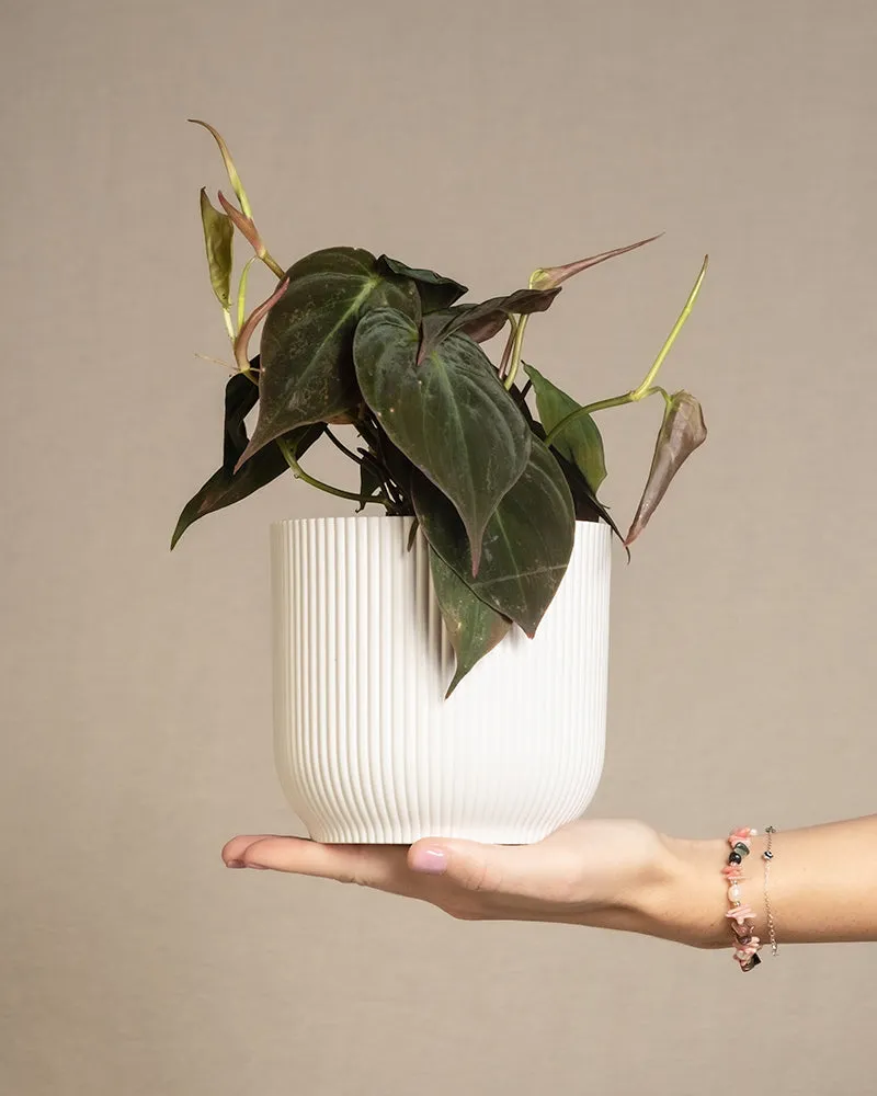feey-variado-philodendron-micans-zimmerpflanze-ohne-bertopf-samtig image 1