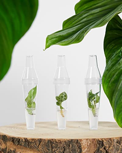plnts-babyplnts-philodendron-verrucosum-babypflanze-13cm-pflegeleicht image 7