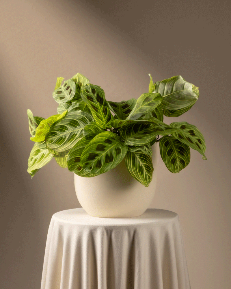 feey-variado-maranta-light-veins-zimmerpflanze-ohne-bertopf image 7