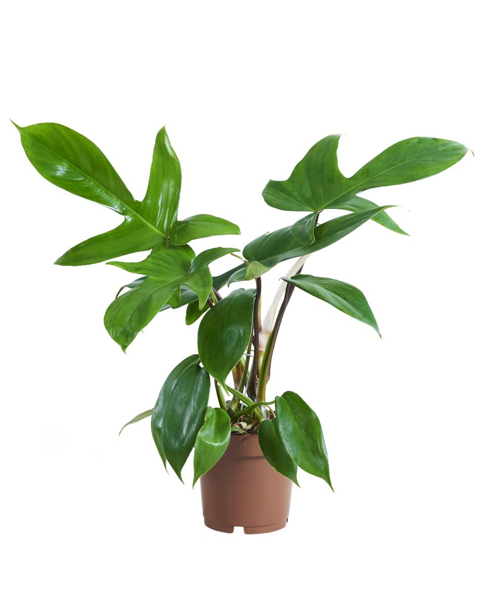 plnts-rareplnts-philodendron-florida-beauty-green-zimmerpflanze-12cm image 1