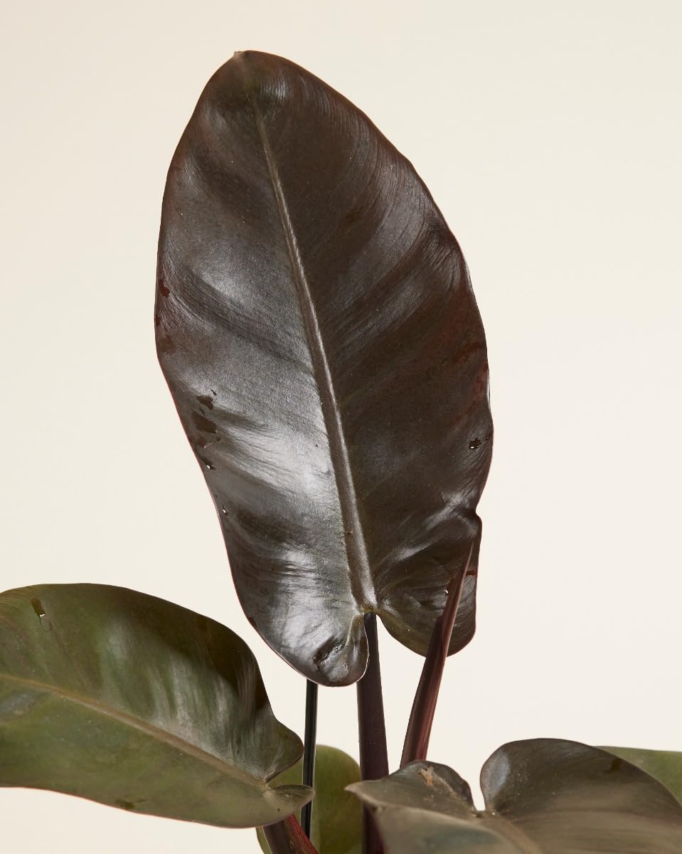 plnts-rareplnts-philodendron-black-cardinal-zimmerpflanze-20-cm-dunkel image 3