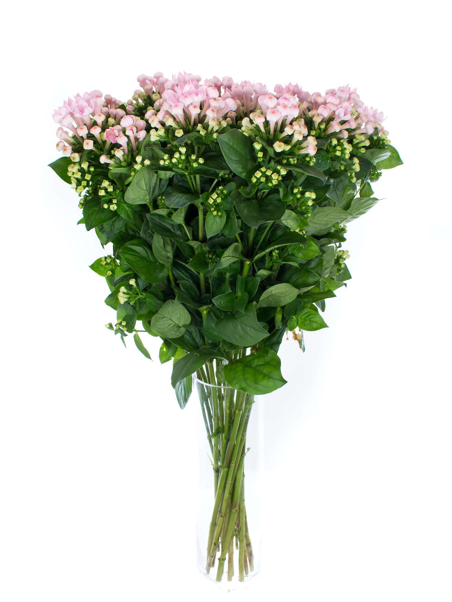 blumigo-bouvardien-xxl-sweet-roza-schnittblume-rosa image 2