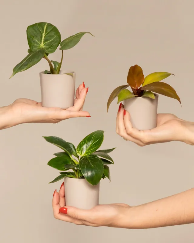 feey-variado-babypflanzen-trio-philodendron-zimmerpflanze-ohne-bertopf image 1