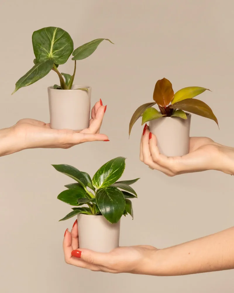 feey-variado-babypflanzen-trio-philodendron-zimmerpflanze-ohne-bertopf image 1