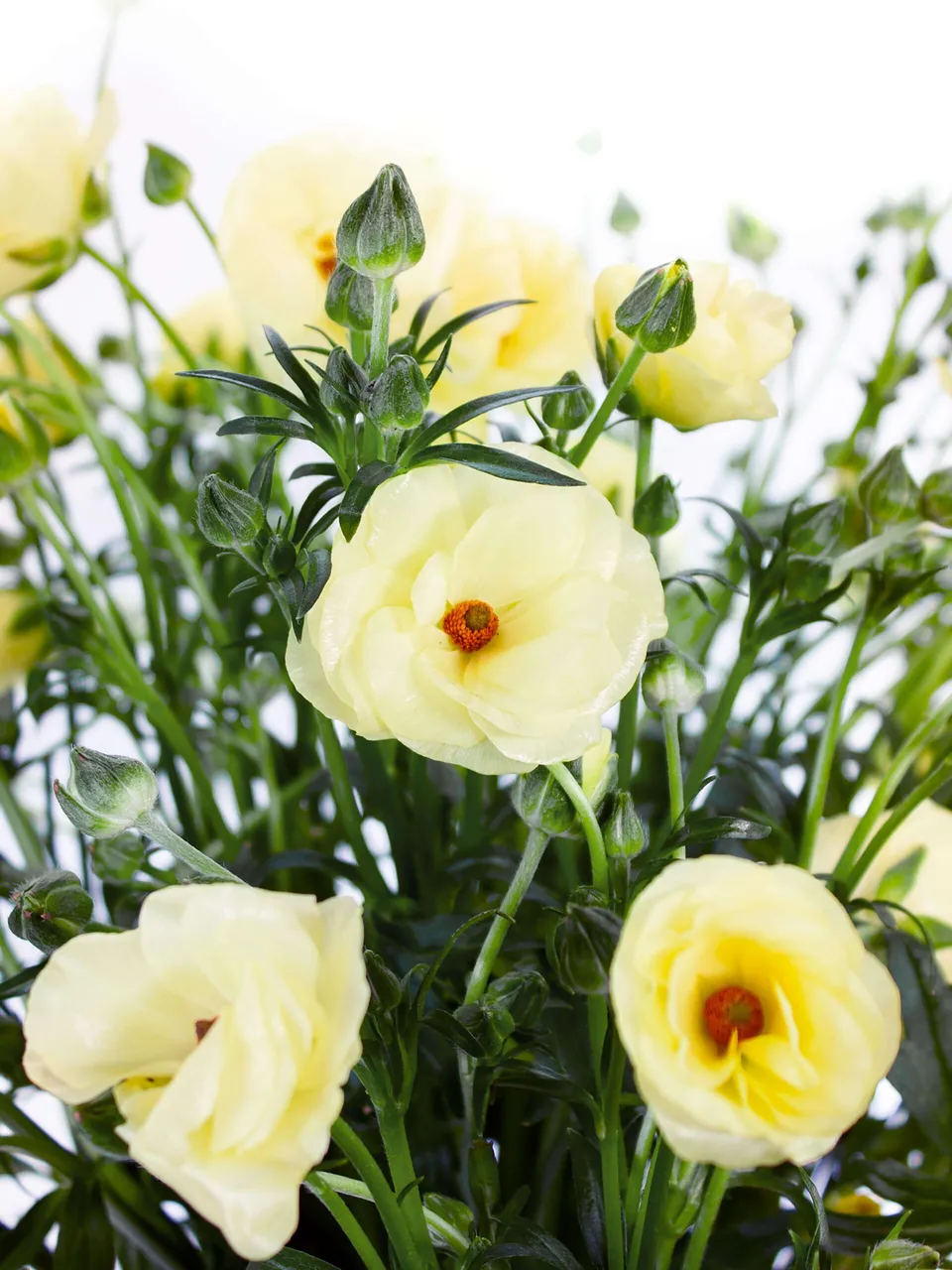 blumigo-ranunkeln-butterfly-helios-gelbe-schnittblumen-verzweigt image 1