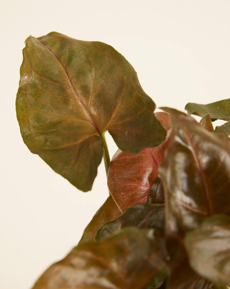 plnts-babyplnts-syngonium-maria-allusion-zimmerpflanze-10-cm-gr-n image 4