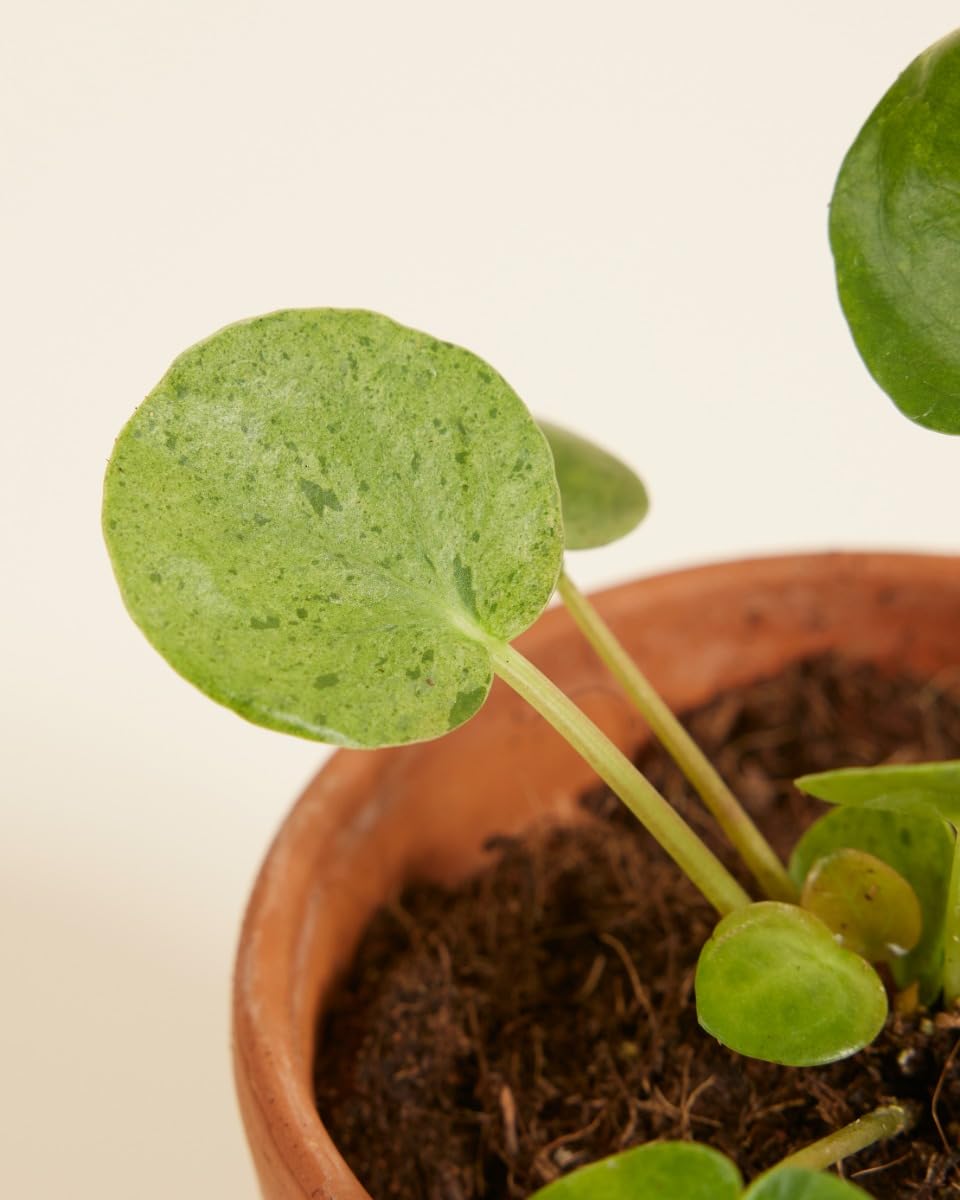 plnts-babyplnts-pilea-peperomioides-mojito-zimmerpflanze-15cm image 4