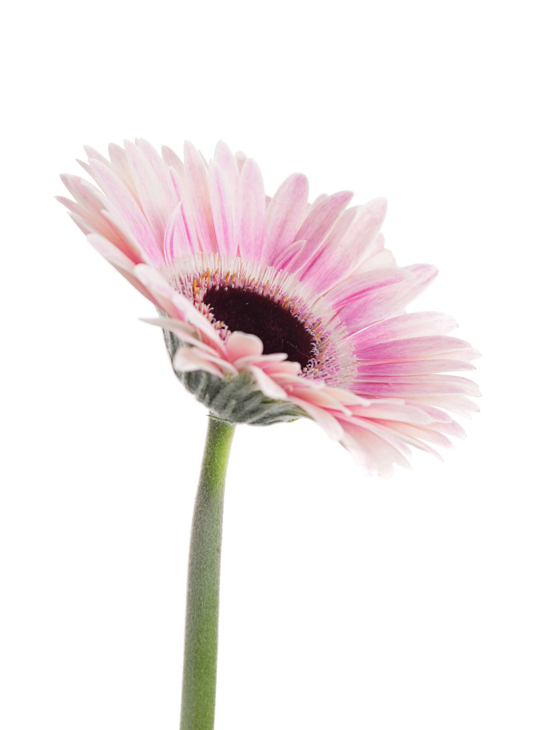 blumigo-gerbera-mini-lexus-schnittblume-pink-wei image 3