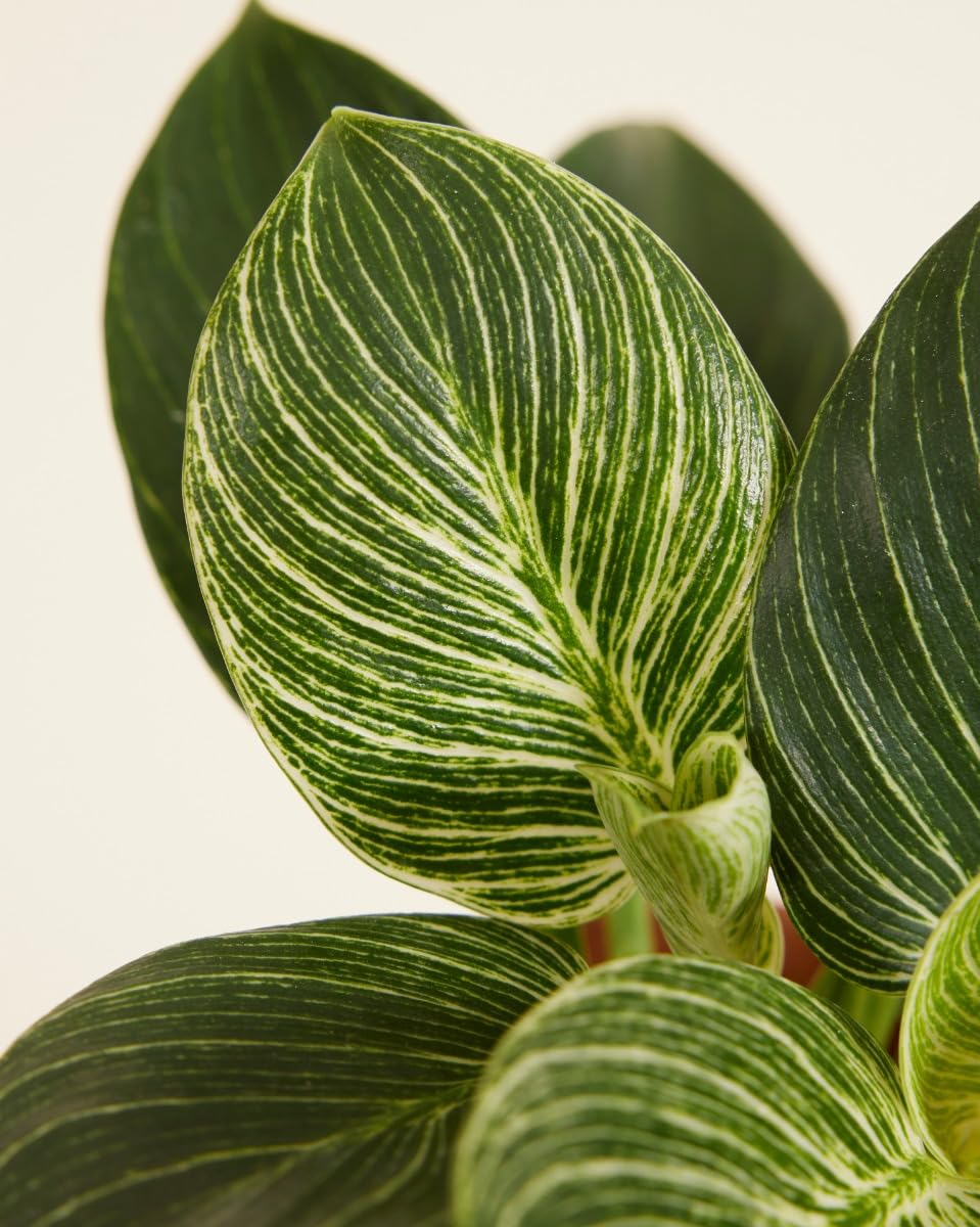 plnts-philodendron-birkin-zimmerpflanze-11cm-topf-panaschiert image 3