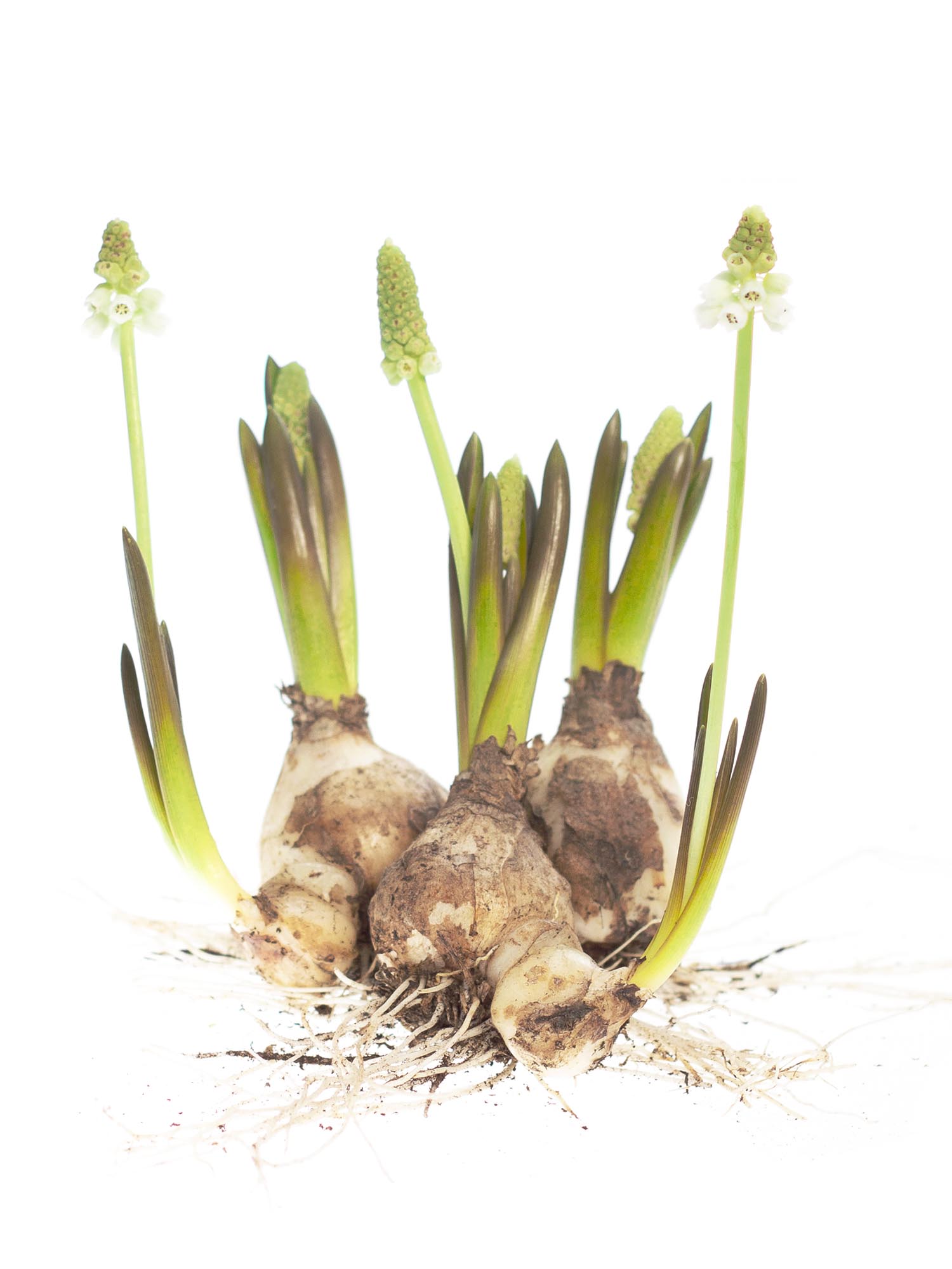 blumigo-muscari-traubenhyazinthen-blumenzwiebeln-wei-fr-hling image 2