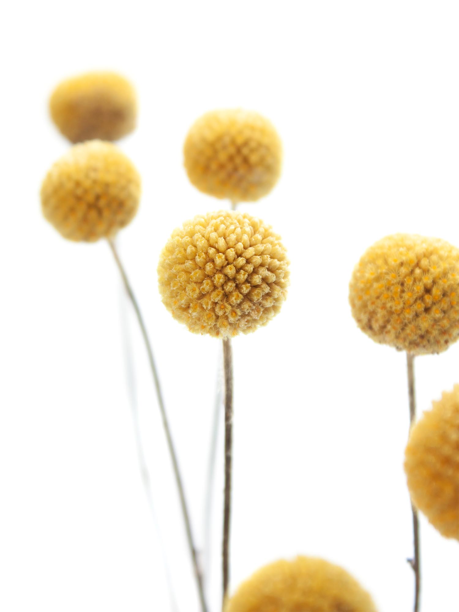 blumigo-trockenblumen-craspedia-gelb-getrocknet-natur image 1