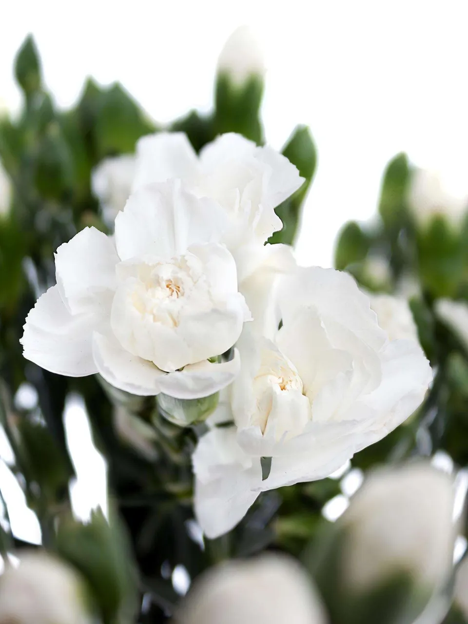 blumigo-nelken-ramaya-wei-schnittblumen-verzweigt image 1