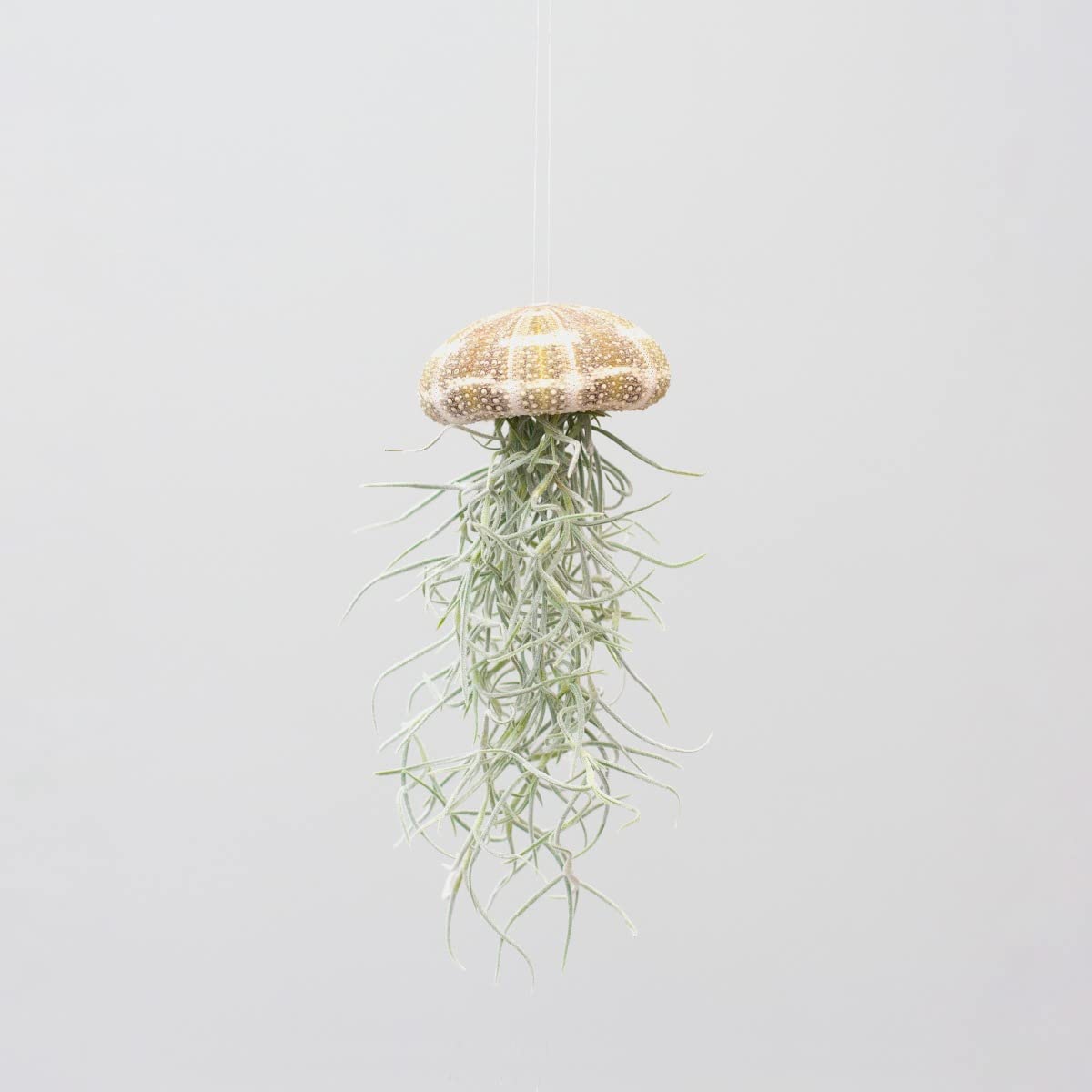 plnts-babyplnts-tillandsia-usneoides-luftpflanze-15-cm image 5