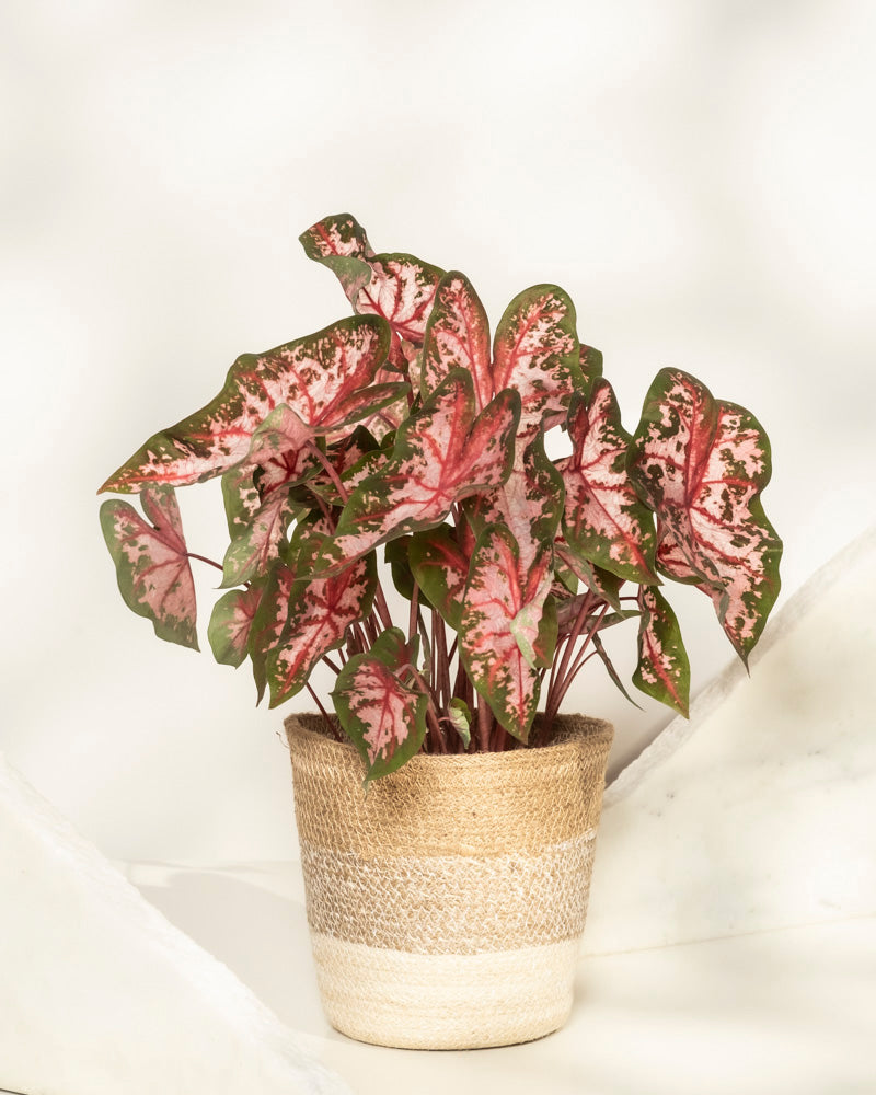 feey-variado-caladium-roze-buntblatt-rosa-zimmerpflanze image 7
