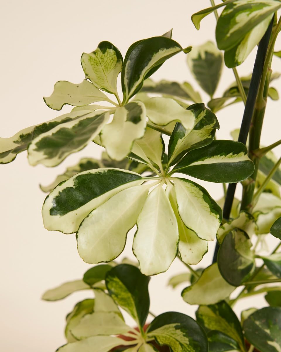 plnts-rareplnts-schefflera-charlotte-13-cm-topf-40-cm image 3