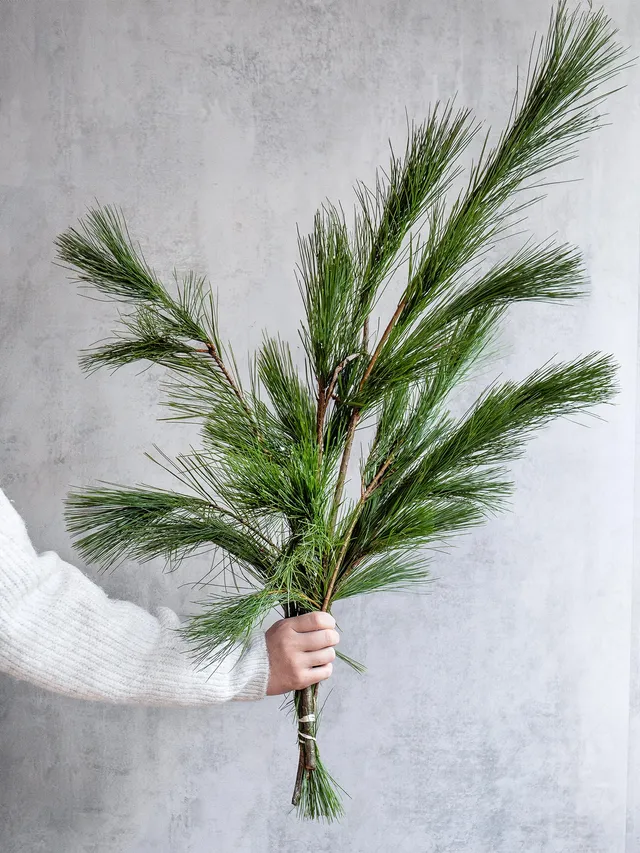 blumigo-seidenkiefer-wintergr-n-geb-ndelt-frisch image 1