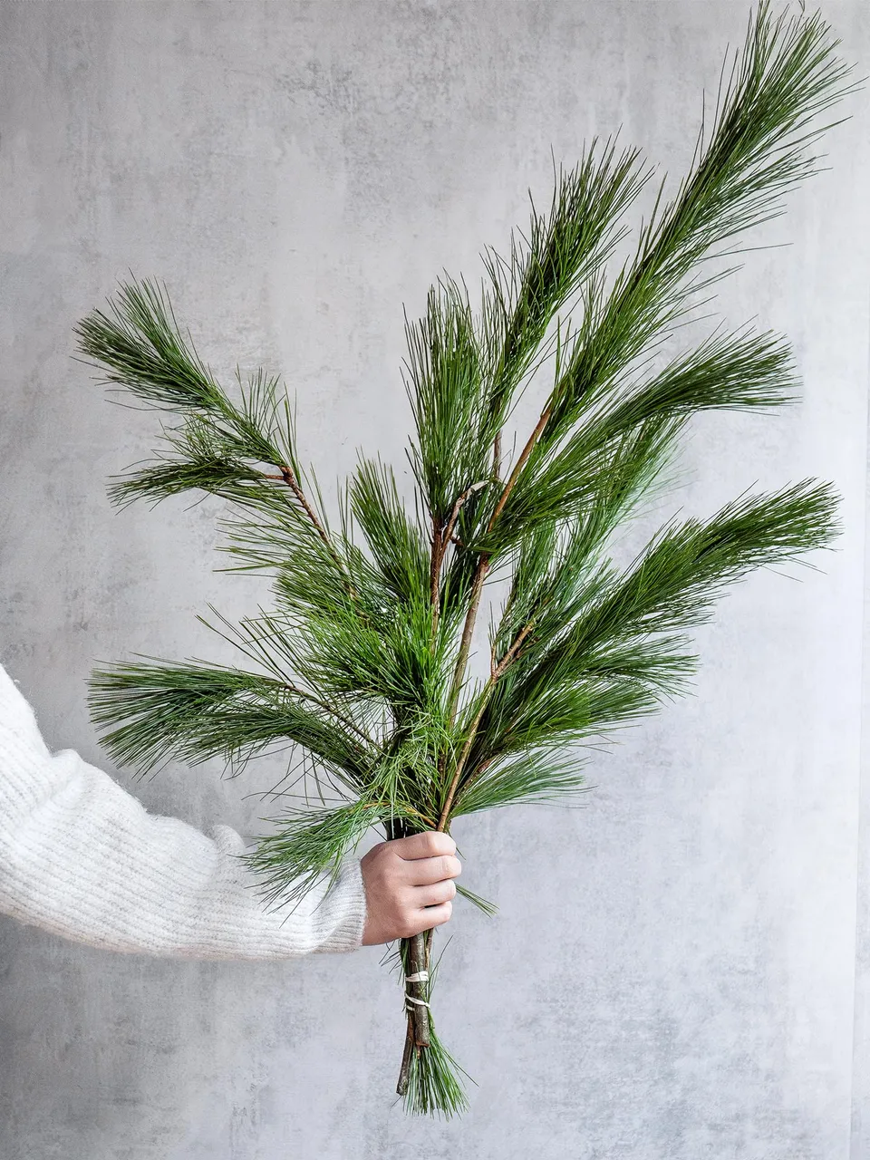 blumigo-seidenkiefer-wintergr-n-geb-ndelt-frisch image 1