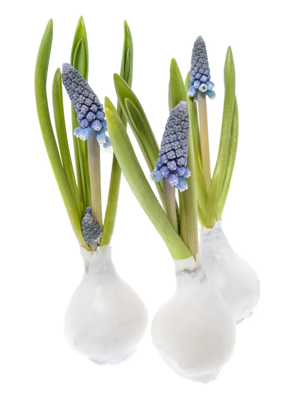 blumigo-fr-hlingsknollen-muscari-gewachst-wei-blaue-bl-te image 1