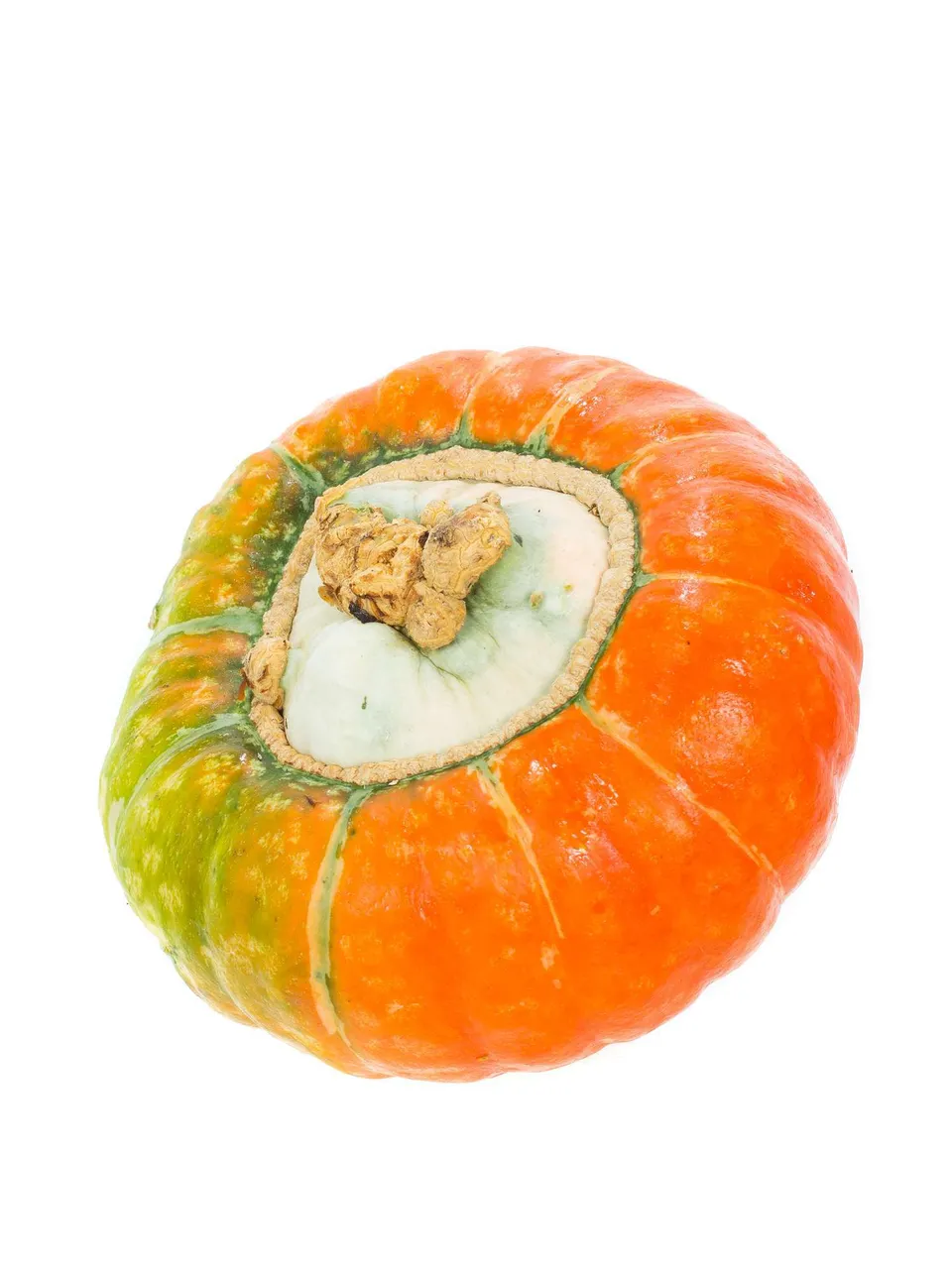 blumigo-herbstdeko-zierk-rbis-turks-turban-orange-gr-n image 1