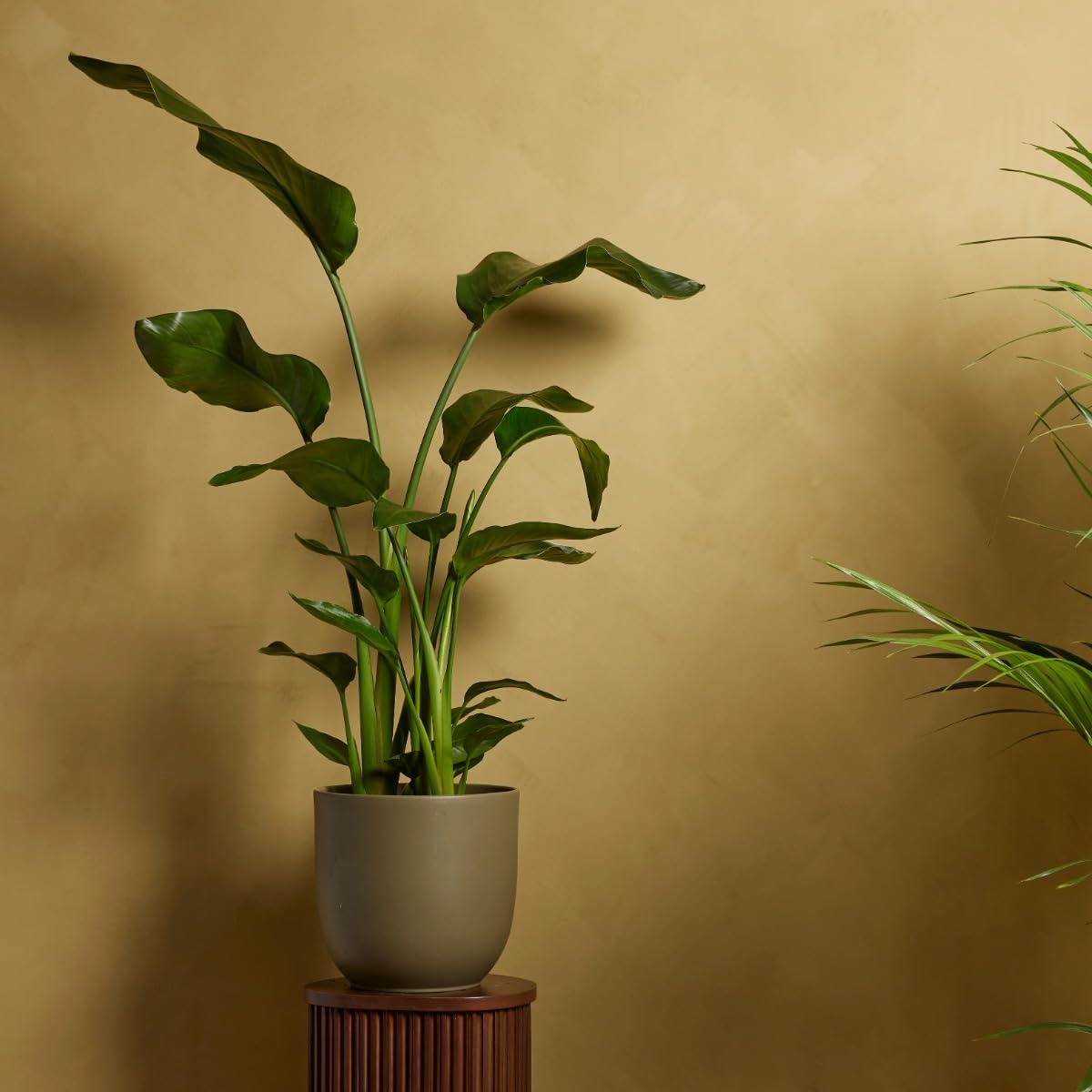 plnts-strelitzia-nicolai-zimmerpflanze-21cm-topf-85cm-gro-e-bl-tter image 6