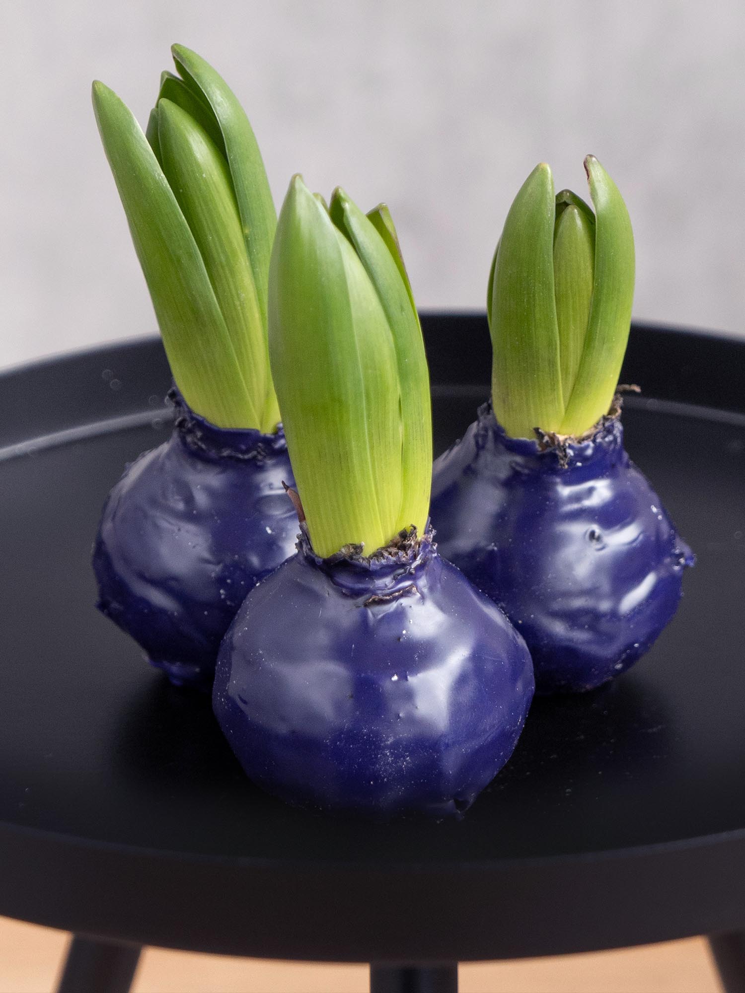 blumigo-fr-hlingsknollen-hyazinthenknolle-violett-gewachst image 3