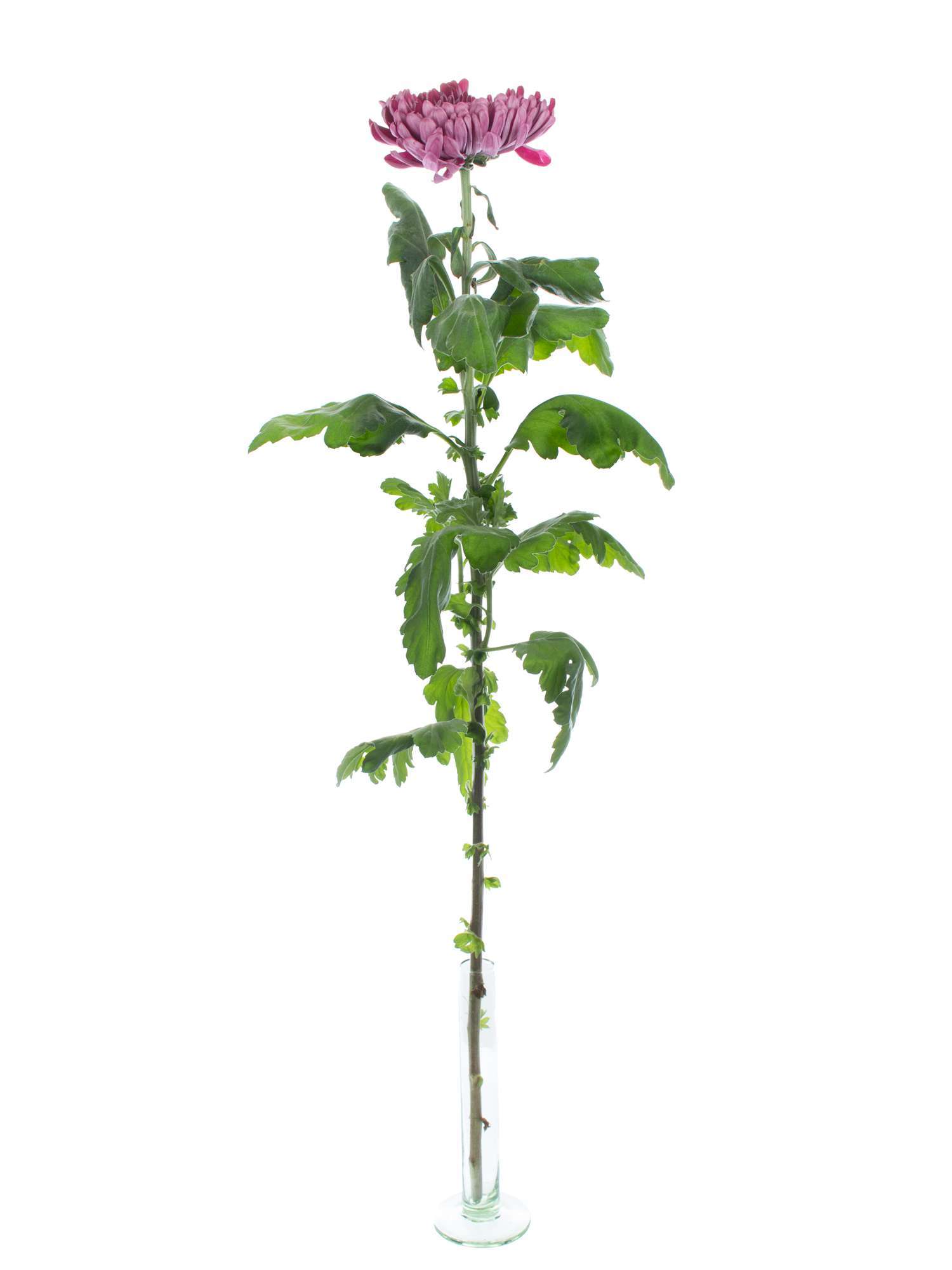 blumigo-chrysanthemen-sheer-purple-lila-stiel image 2