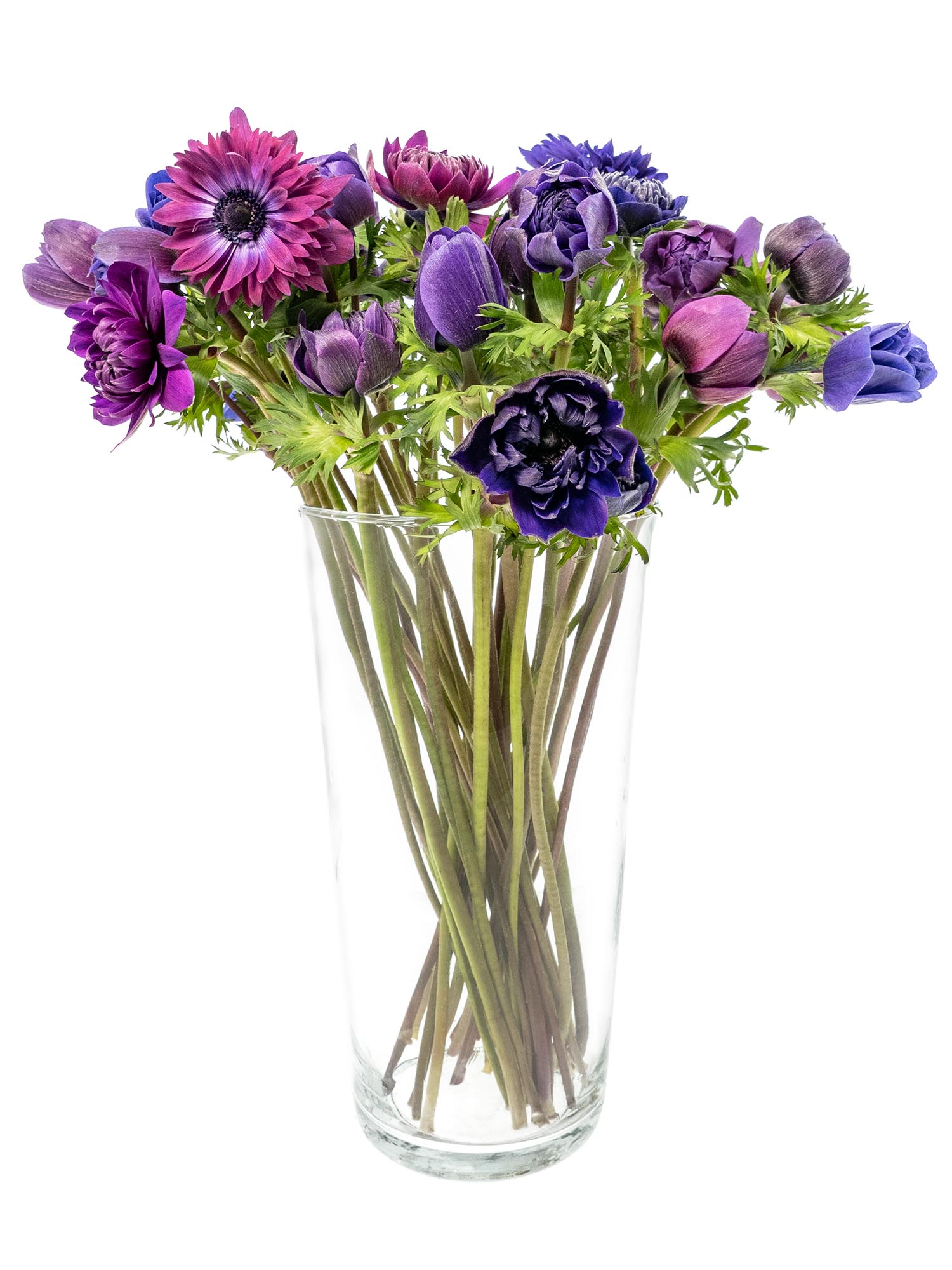 blumigo-anemonen-fullstar-jeans-schnittblumen-violett image 3