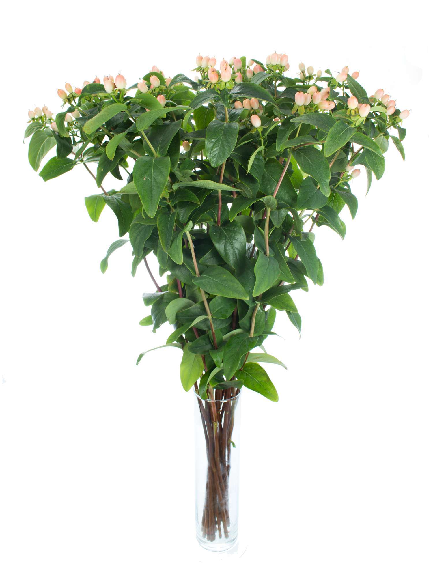 blumigo-hypericum-pink-fall-greenery-apricote image 2