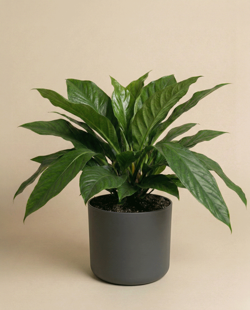 feey-variado-anthurium-jungle-bush-xl-zimmerpflanze image 4