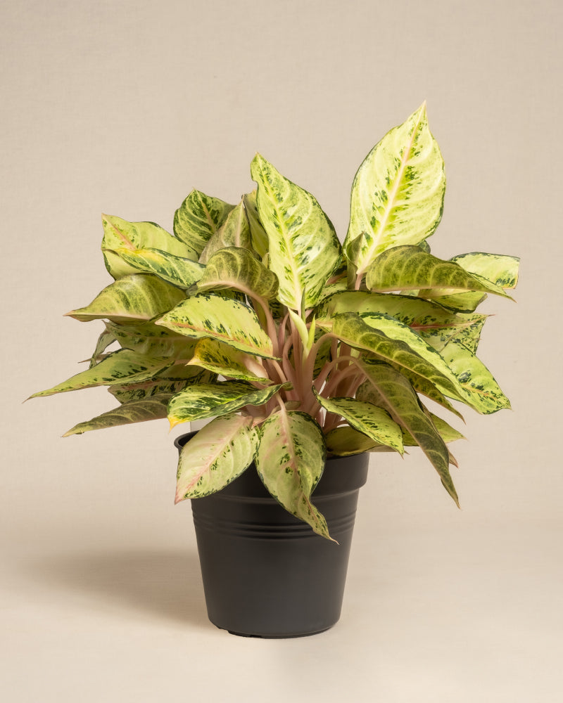 feey-variado-aglaonema-chartreuse-pretty-zimmerpflanze-ohne-bertopf image 3