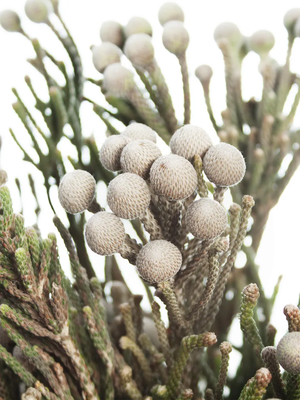 blumigo-brunia-nodiflora-schneebusch-silber-wei-bund image 1