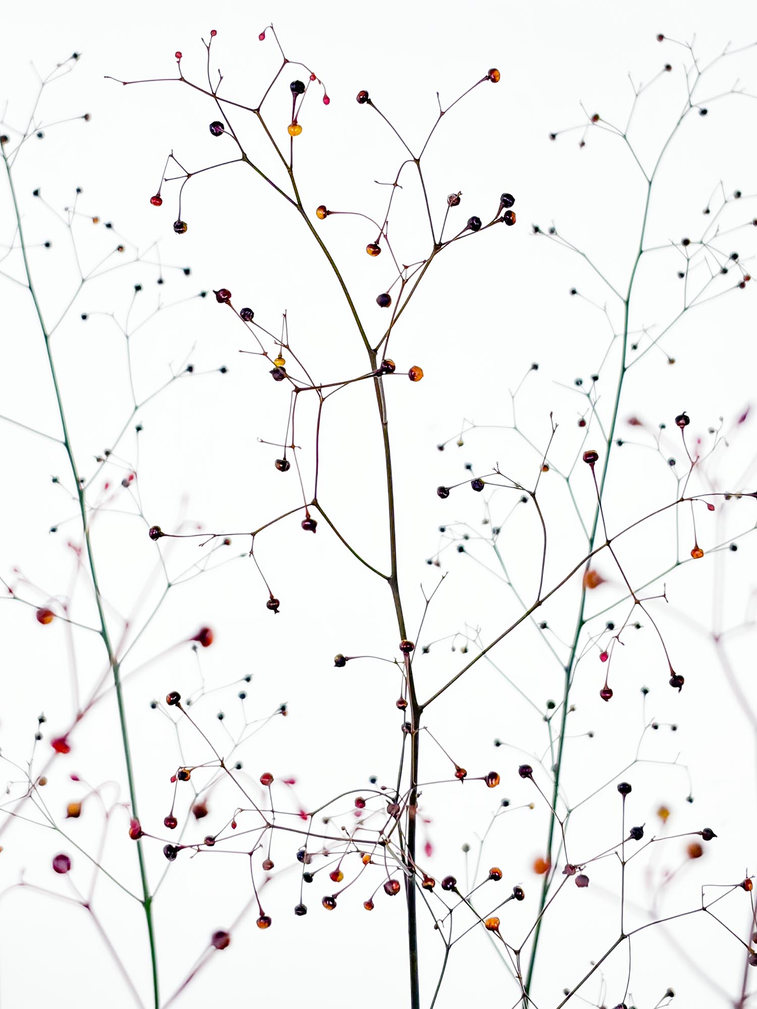 blumigo-blattwerk-thalinum-bindegr-n-rot image 1