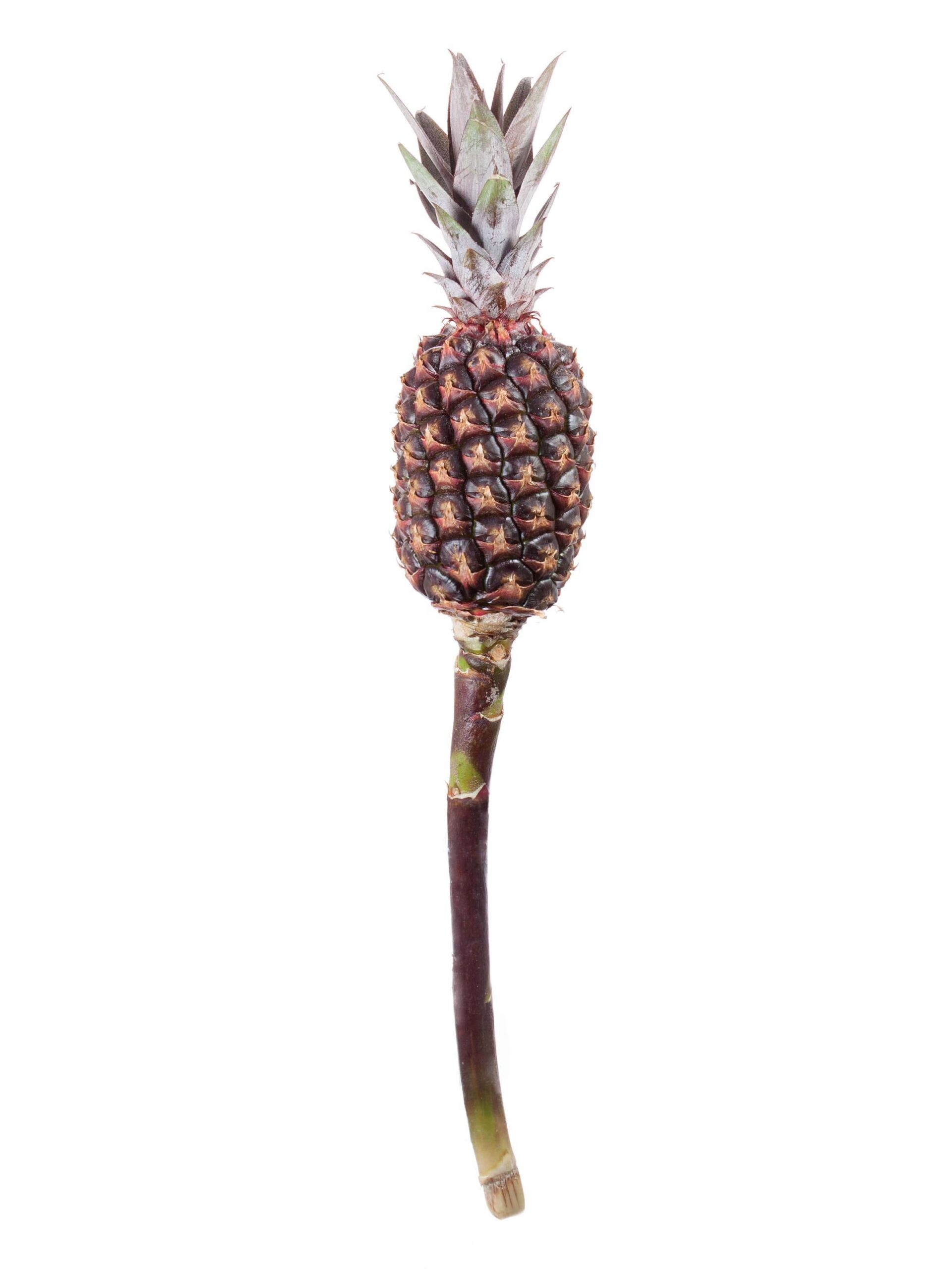 blumigo-herbstdeko-zierananas-schwarz-braun-frucht image 3