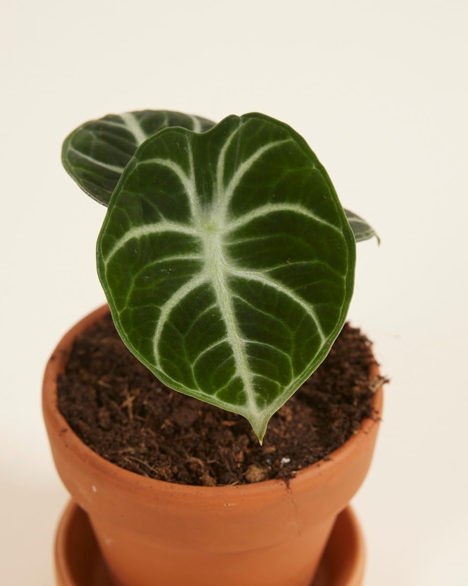 plnts-babyplnts-alocasia-ninja-zimmerpflanze-10cm-pfeilblatt image 3