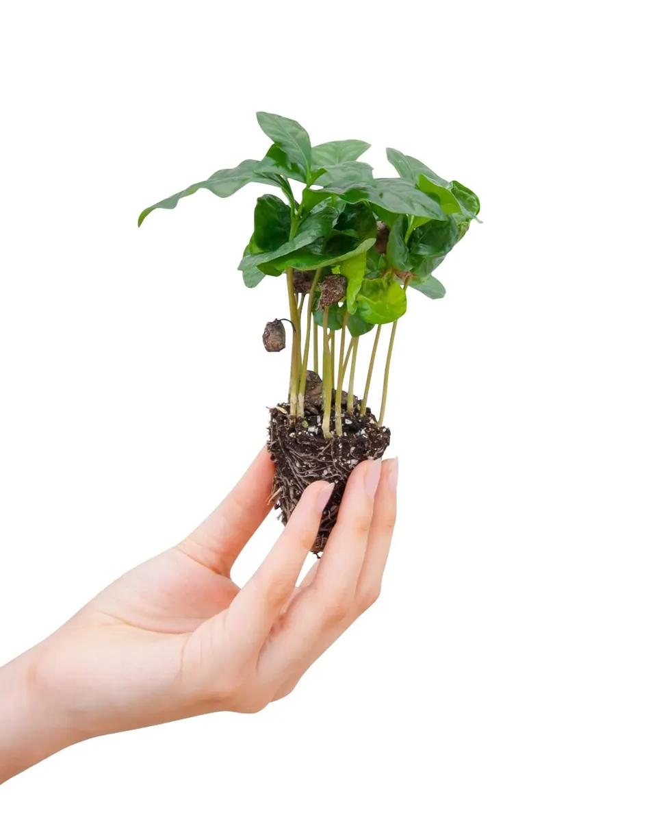 plnts-babyplnts-baby-coffea-arabica-zimmerpflanze-15-cm image 1