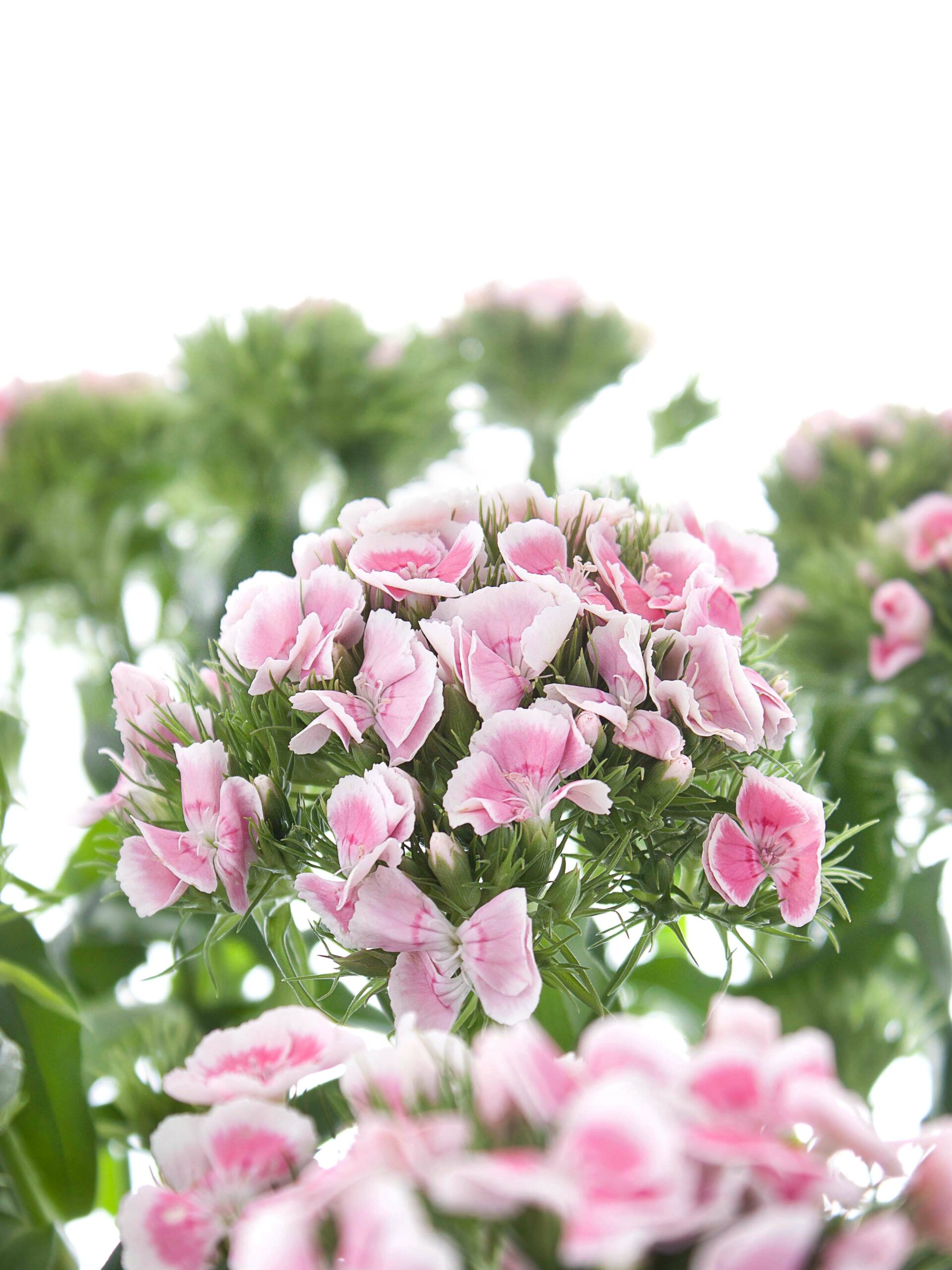 blumigo-nelken-bartnelken-rosa-schnittblumen-frisch image 1