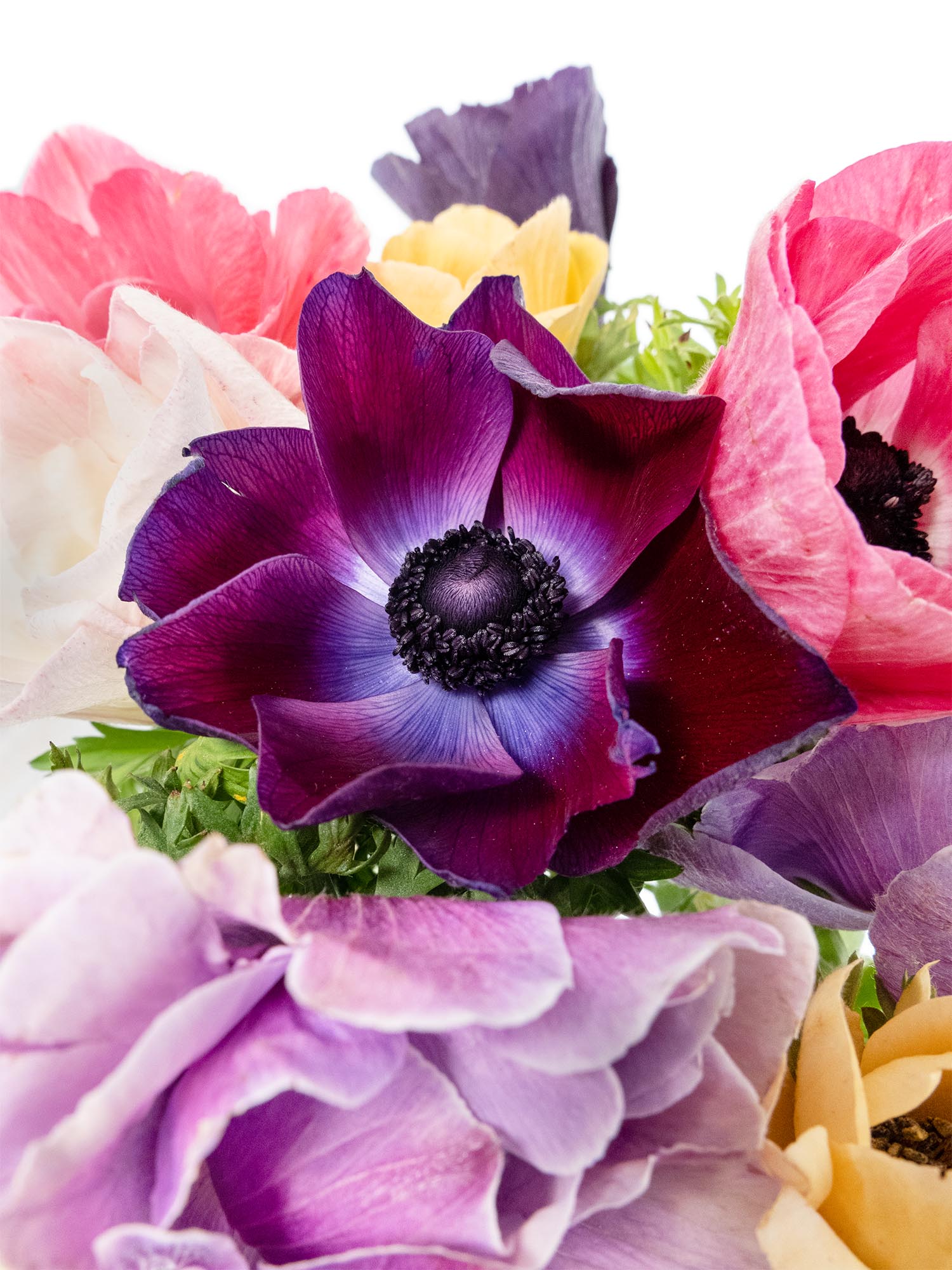 blumigo-anemonen-bunte-mischung-schnittblumen-frisch image 5