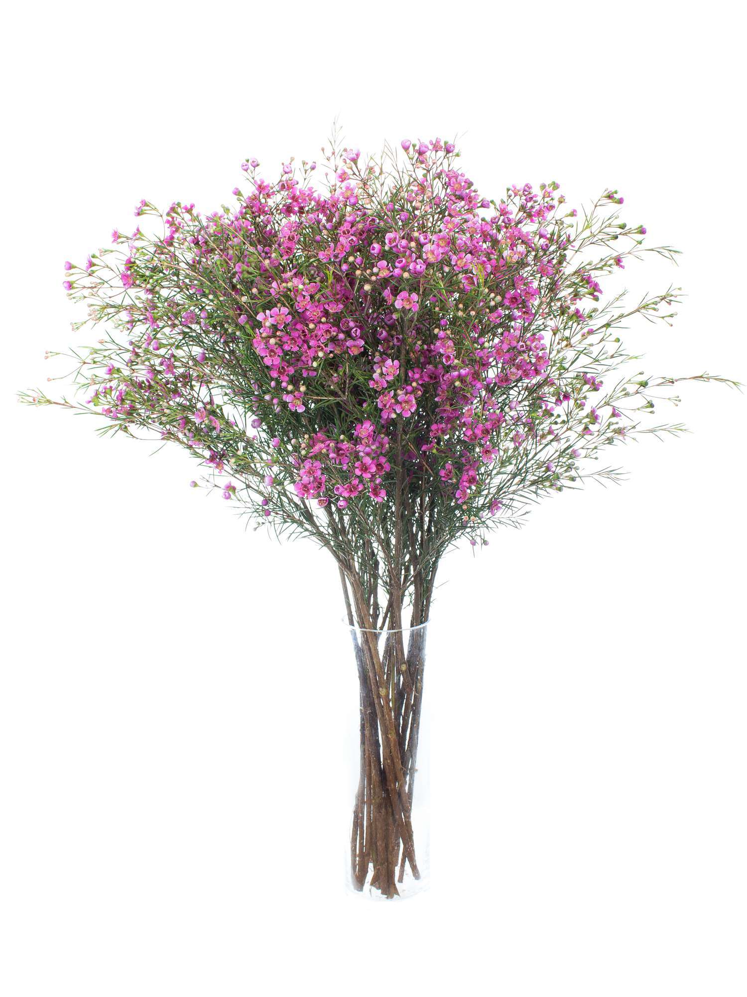 blumigo-blattwerk-wachsblume-eden-schnittblume-violett-pink image 2