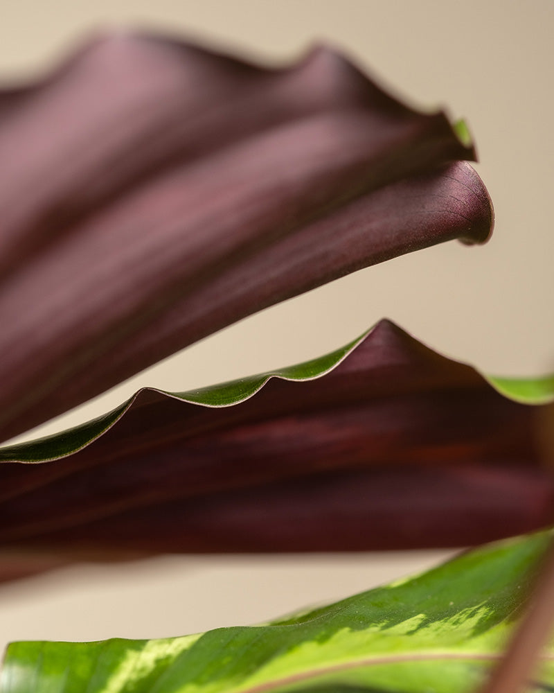 feey-variado-calathea-roseopicta-zimmerpflanze-ohne-bertopf-gro image 6