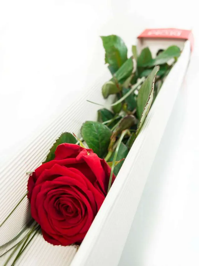 blumigo-rosen-red-naomi-rose-geschenkbox-rot image 1